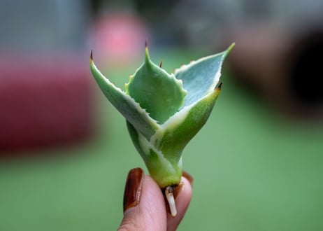 アガベ　怒電神錦　カキコ株