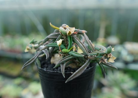 ユーフォルビア キリンドリフォリア Euphorbia cylindrifolia