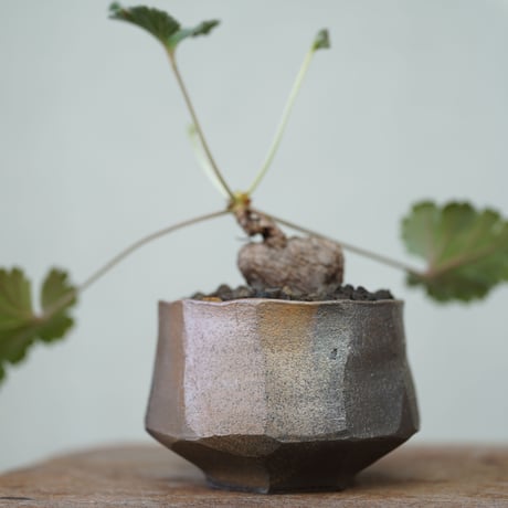 ペラルゴニウム ロバツム検索（塊根植物パキポディウム グラキリス アガベ ） ペラルゴニウムロバツム | STORES