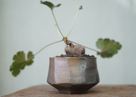 Pelargonium lobatum