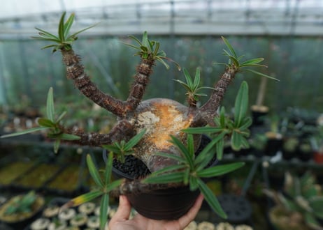 パキポディウム　グラキリス　Pachypodium gracilius　No.1