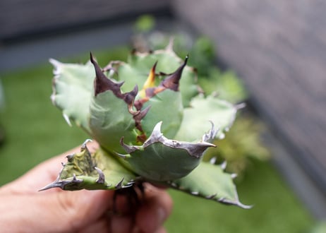 Agave titanota dwarf 姫厳龍NO.9