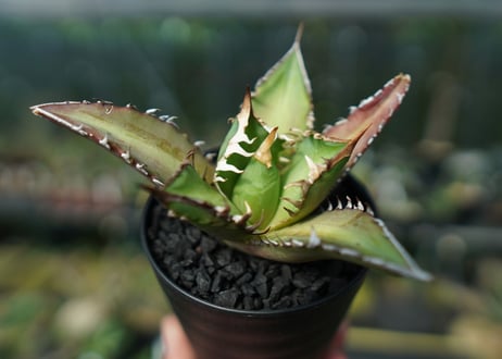 アガベ　チタノタ　レッドキャットウィーズル　Agave titanota Red catweezle　No.8