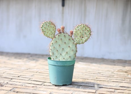 オプンチア ガラパゲイア