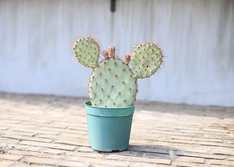 サボテン オプンチア スルフレア　カバ サボテン オプンチア スルフレア カバ オプンチア ガラパゲイア