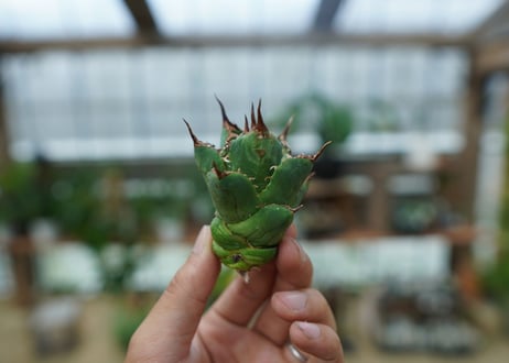 アガベ　チタノタ　MI03　agave titanota MI03  No.1