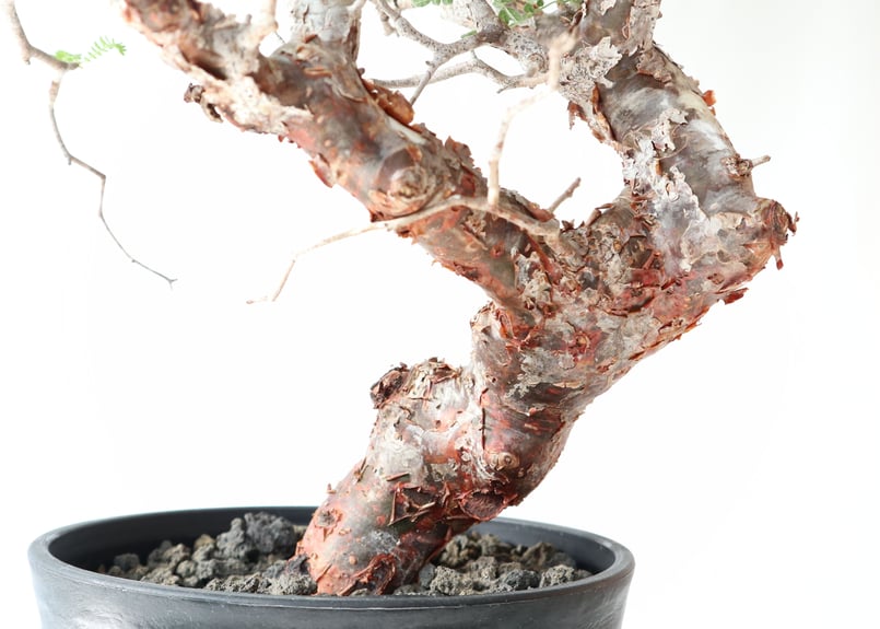 コミフォラ モンストローサ | mana's farm:塊根植物・アガベ・ドライ