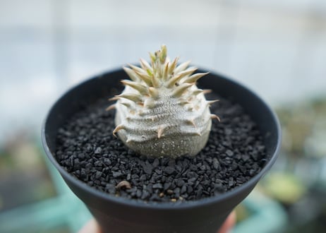 パキポディウム　恵比寿大黒　Pachypodium Densicaule　No.8