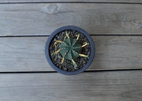 ユーフォルビア　バリダ　Euphorbia valida　NO.1