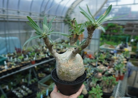 パキポディウム　グラキリス　 Pachypodium Gracilius  No.4