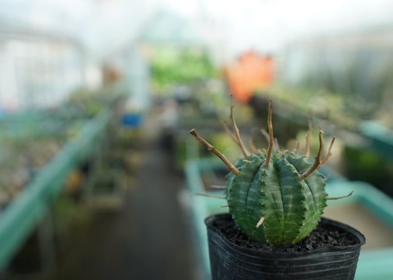 ユーフォルビア スーパーバリダ Euphorbia super valida No.5 |