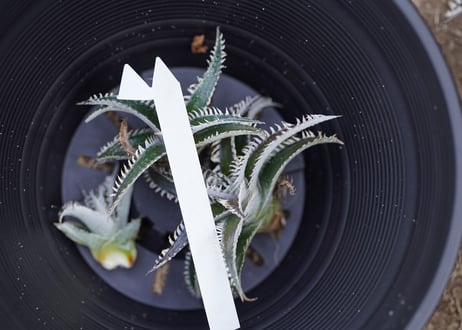 Dyckia tracking code FWF