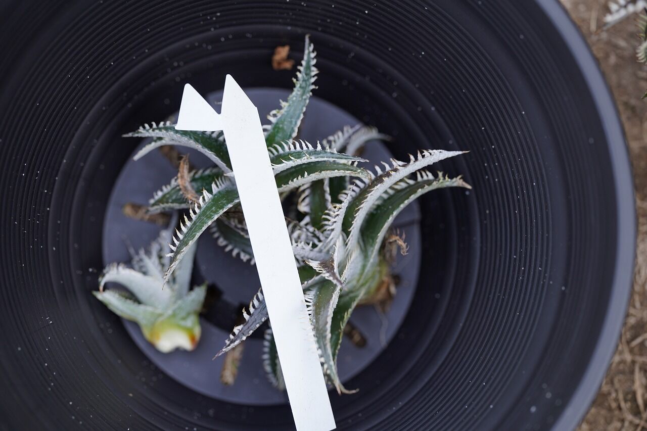 Dyckia tracking code FWF | mana's farm:塊根植物・アガベ