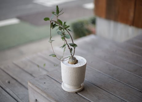 火星人　Fockea edulis