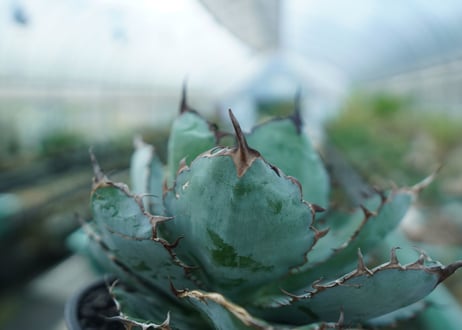 アガベ　チタノタ　 ブラックアンドブルー 　Agave titanota black and blue　No.4