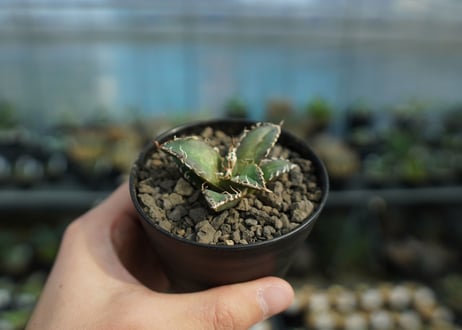 アガベ オテロイ オアハカ agave oteroi oaxaca