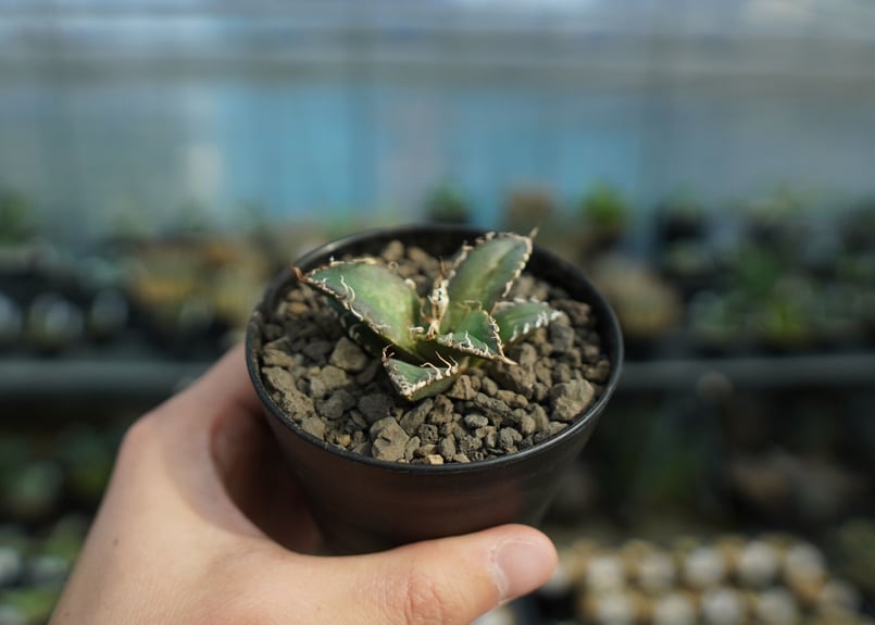 アガベ オテロイ オアハカ agave oteroi oaxaca | mana's farm