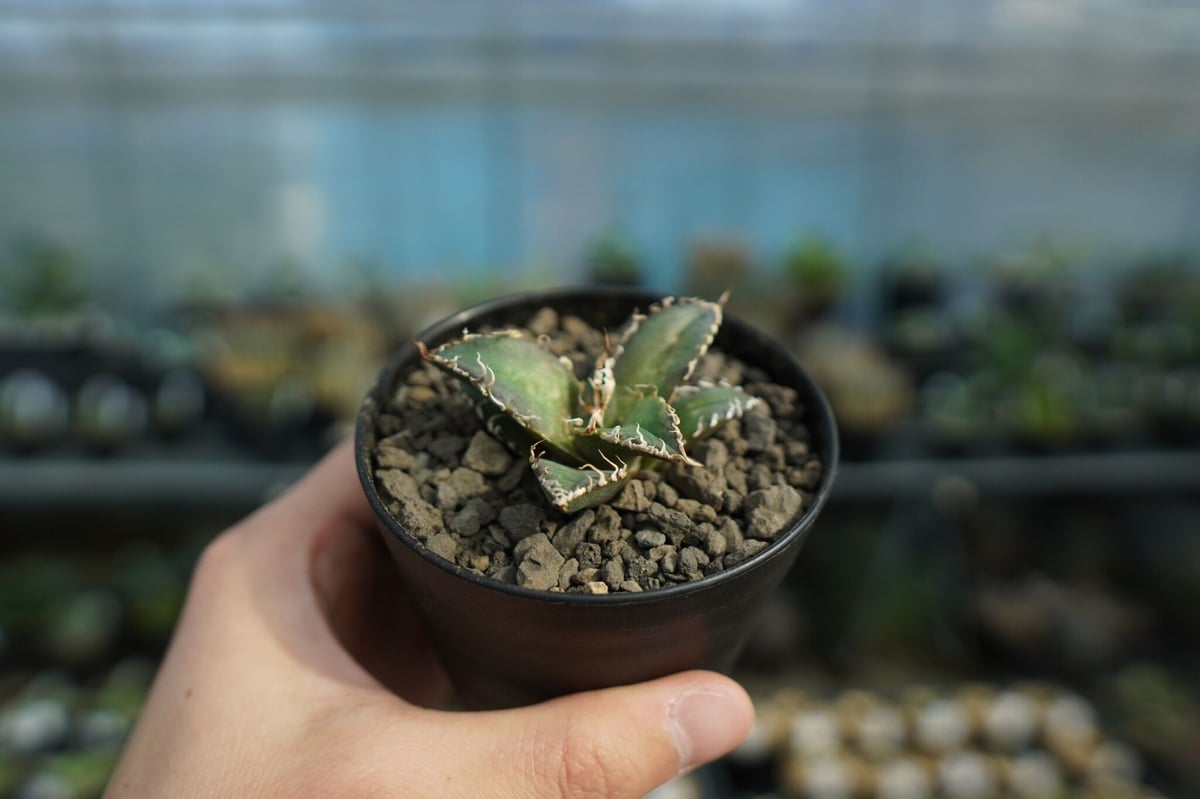 アガベ オテロイ オアハカ agave oteroi oaxaca | mana's farm