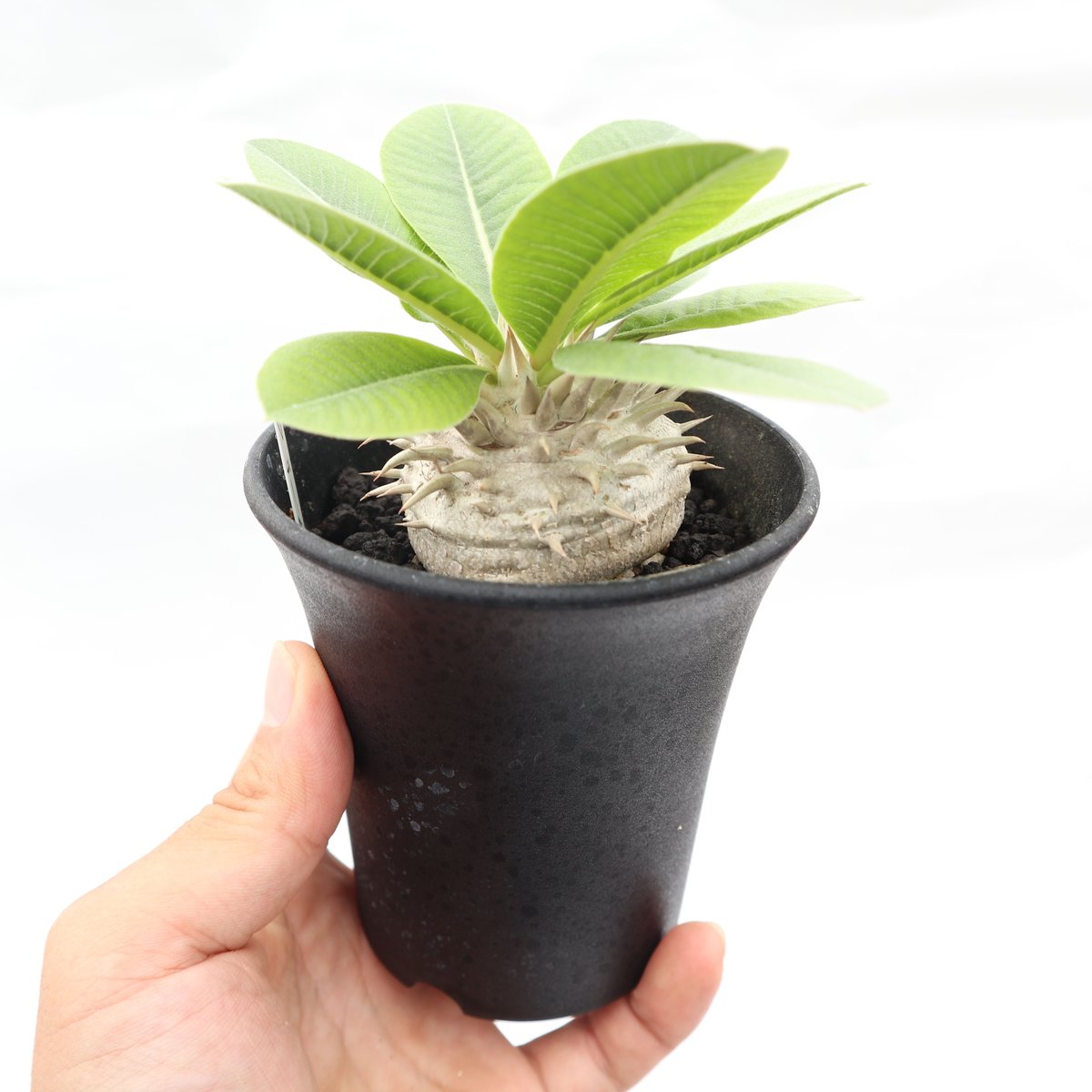 パキポディウム　レウコキサンツム　実生5年目　恵比寿笑い　塊根植物 パキポディウム レウコキサンツム 実生5年目 恵比寿笑い 塊根植物