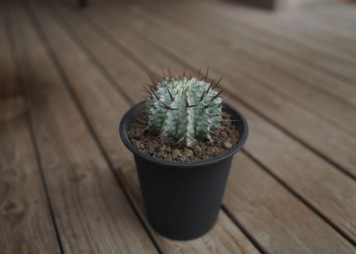 ユーフォルビア ホリダ Euphorbia horrida | mana's farm:塊根植