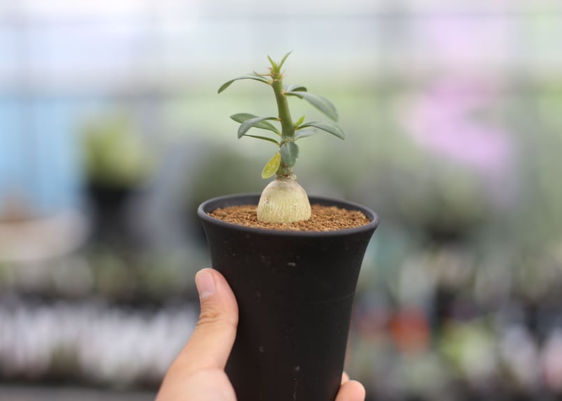 パキポディウム サキュレンタム 国内実生 | mana's farm:塊根植物