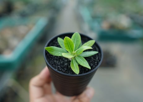 パキポディウム　恵比寿笑い　Pachypodium brevicaule　No.1