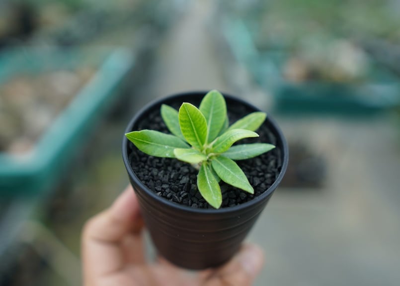 パキポディウム 恵比寿笑い Pachypodium brevicaule No.1 | man