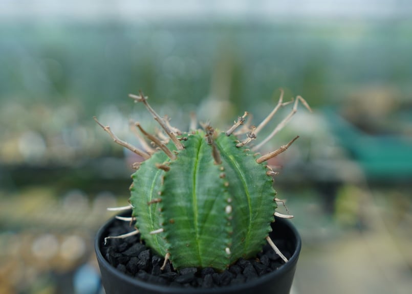 ユーフォルビア スーパーバリダ Euphorbia super valida | mana's