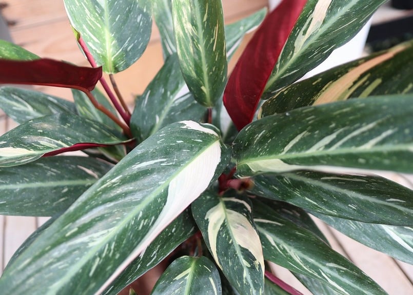 K2 マジックスター 170cm 【公式通販】