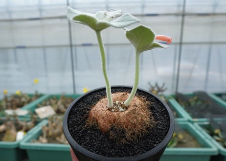シンニンギア　断崖の女王　Sinningia leucotricha
