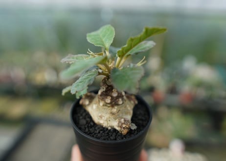 ドルステニア フォエチダ Dorstenia foetida