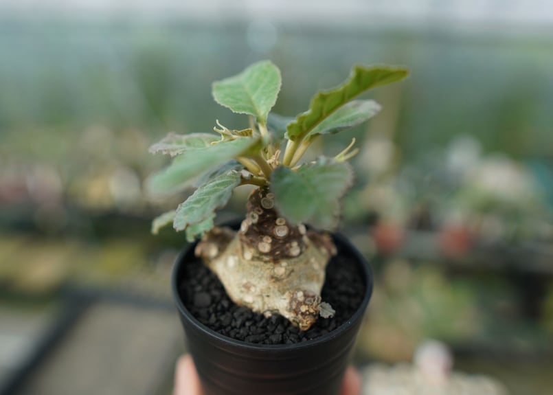 ドルステニア フォエチダ Dorstenia foetida | mana's farm:塊根