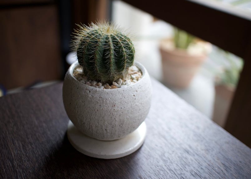 これ一つでインテリアがグッとお洒落に＊多肉植物サボテン3点SET