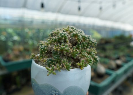 トリコディアデマ　デンサム　Trichodiadema densum
