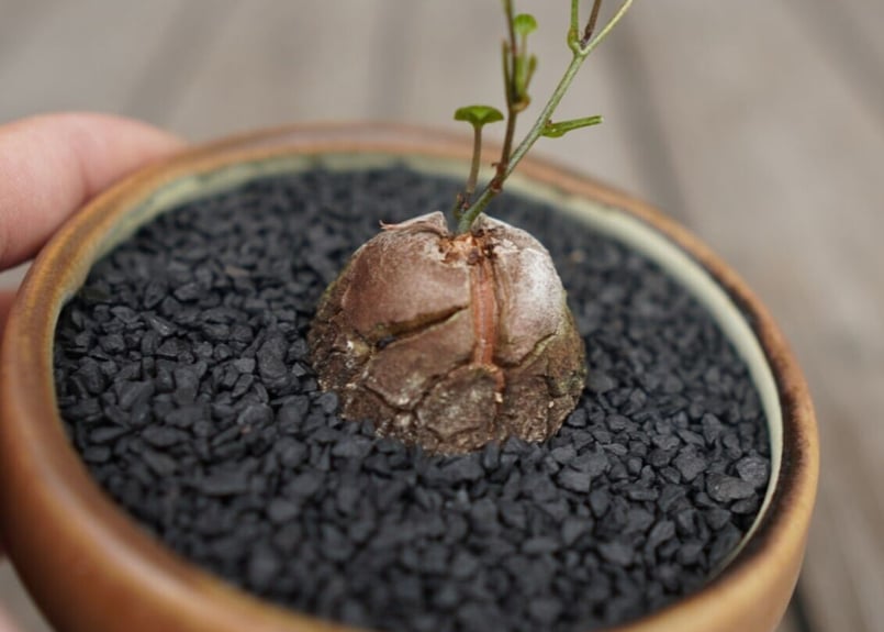 亀甲竜 ”塊根植物スターターセット” NO.1 | mana's farm:塊根植物