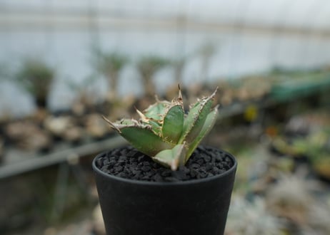 アガベ　チタノタ　FO-76　agave titanota FO-76 No.2