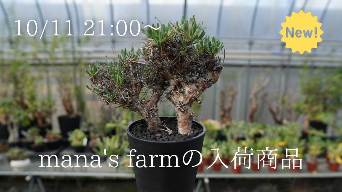 【特選株】オトンナ ユーフォルビオイデス 塊根植物 オトンナユーフォルビオイデス 現地球 冬型塊根植物 鉢ごと発送 【公式