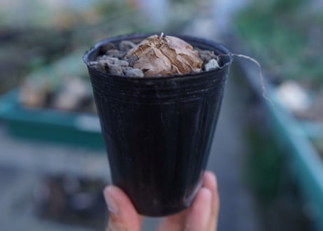 亀甲竜　Dioscorea elephantipes　No.5