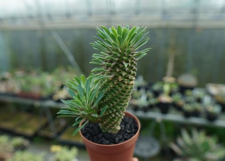 ユーフォルビア　ソテツキリン "パイナップルコーン"　Euphorbia sotetsukirin  No.2