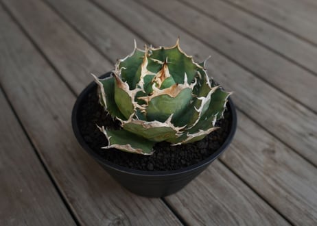 アガベ　チタノタ　FO-76　Agave titanota ”FO-76"　No.1