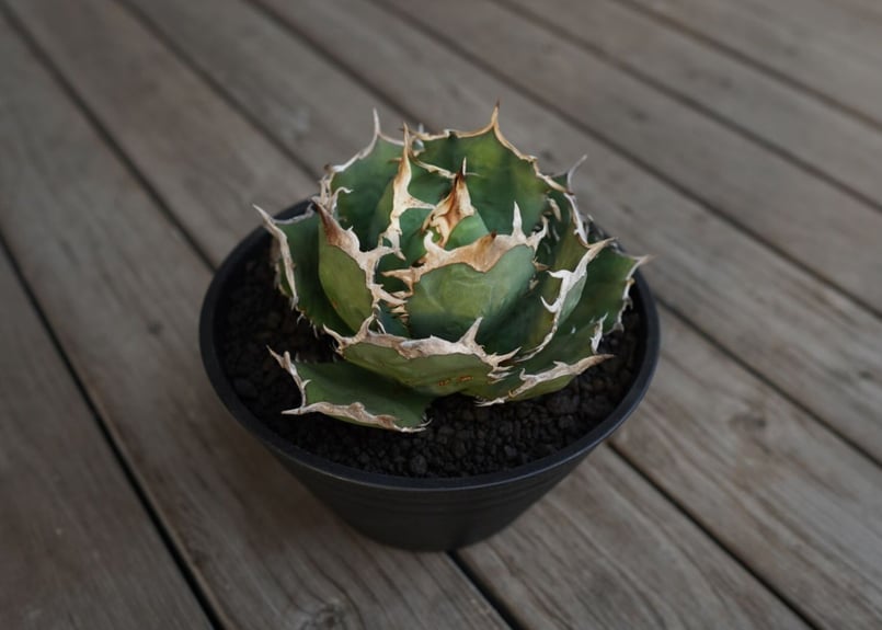 アガベ チタノタ FO-76 Agave titanota ”FO-76