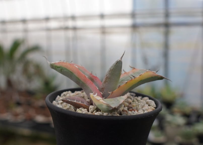 アガベ チタノタ ホワイトアイス錦 | mana's farm:塊根植物