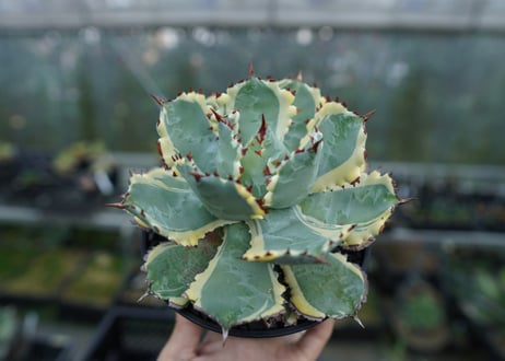 アガベ　兜蟹錦　連棘　Agave isthmensis “Kabutogani” variegata