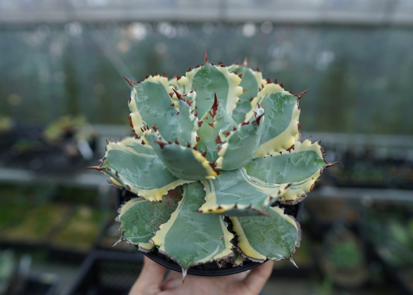 レア アルビノ 兜蟹 アガベ アガベ・カブトガニ錦 2.5号鉢 | | アガベ