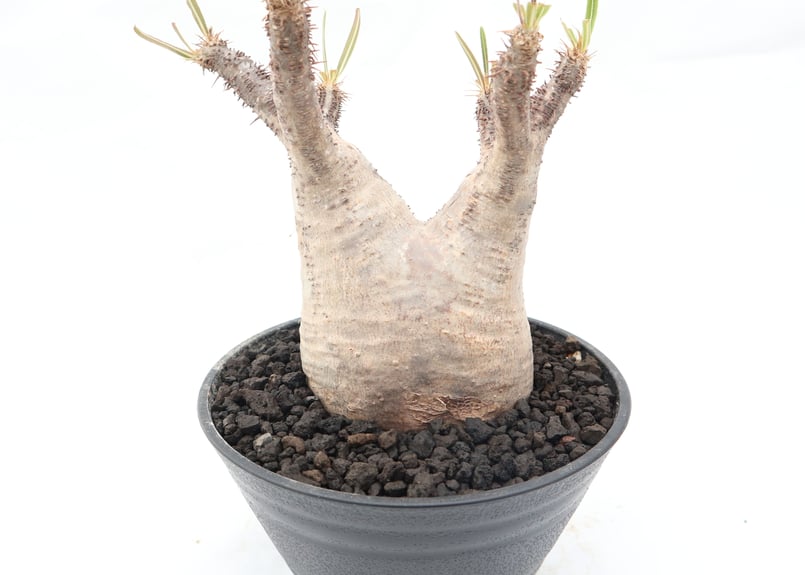 パキポディウム グラキリス no.93 | mana's farm:塊根植物・アガベ