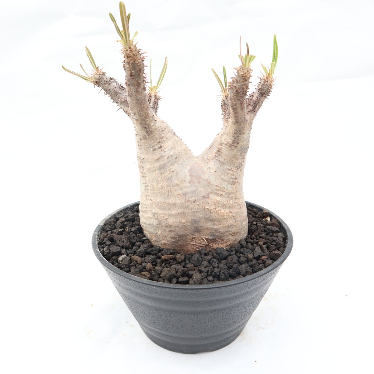 パキポディウム グラキリス no.93 | mana's farm:塊根植物・アガベ