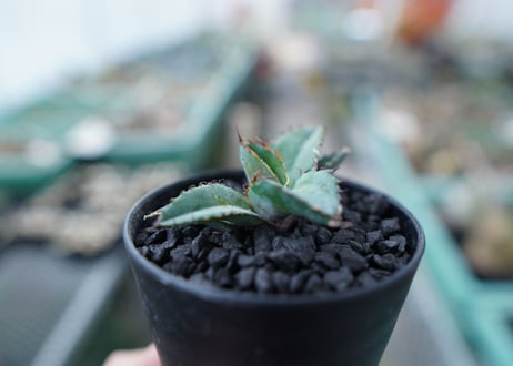 アガベ　チタノタ　 ブラックアンドブルー 　Agave titanota black and blue　No.13
