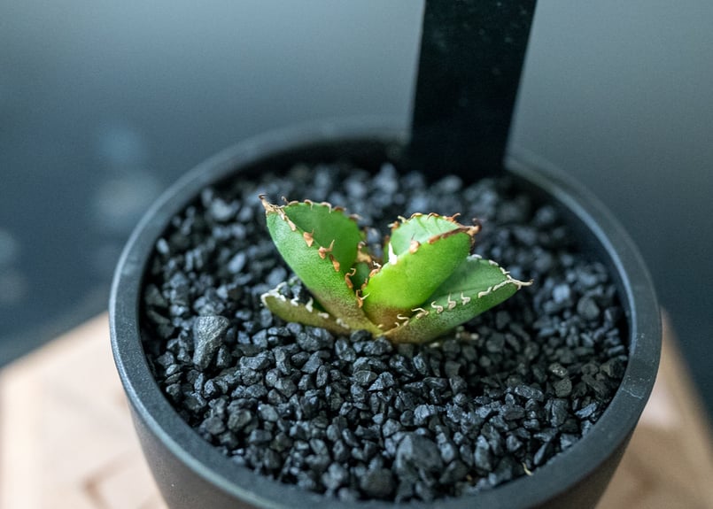 アガベ オテロイ 沖縄実生株 | mana's farm:塊根植物・アガベ・ドライ