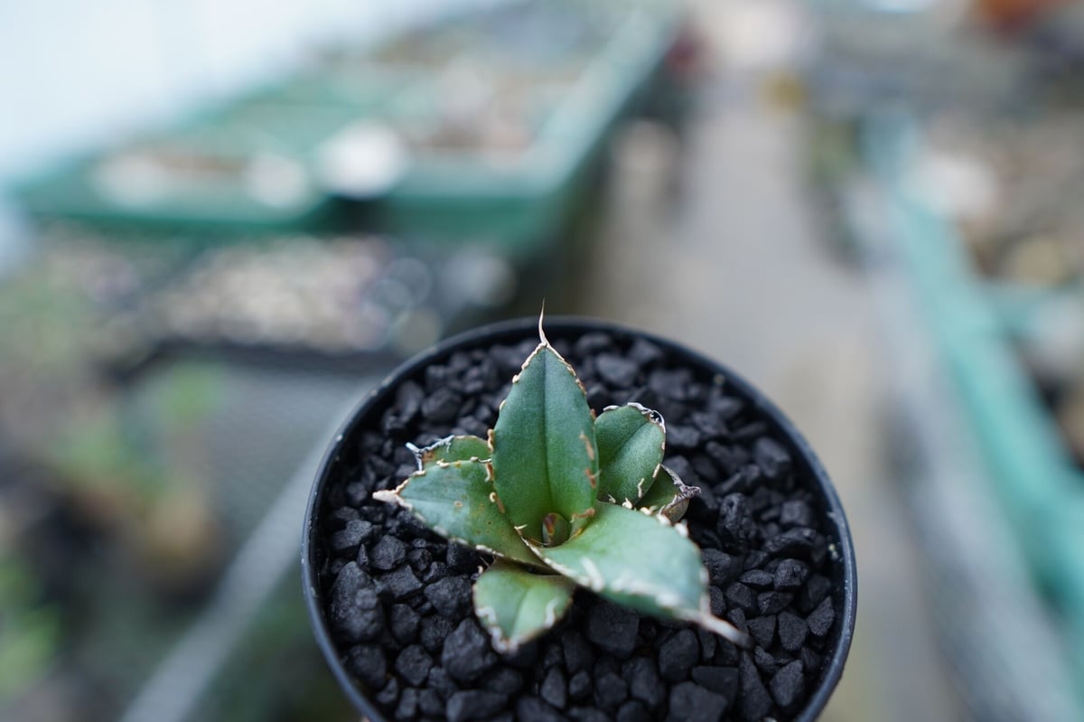 アガベ チタノタ FO-76 Agave titanota FO-76 No.23 | ma