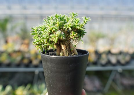 トリコディアデマ ステラツム　Trichodiadema stellatum